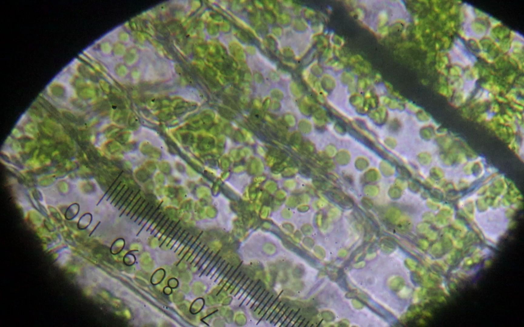 显微镜观察黑藻叶绿体和细胞质流动(生物必修一)【0.5倍速】哔哩哔哩bilibili