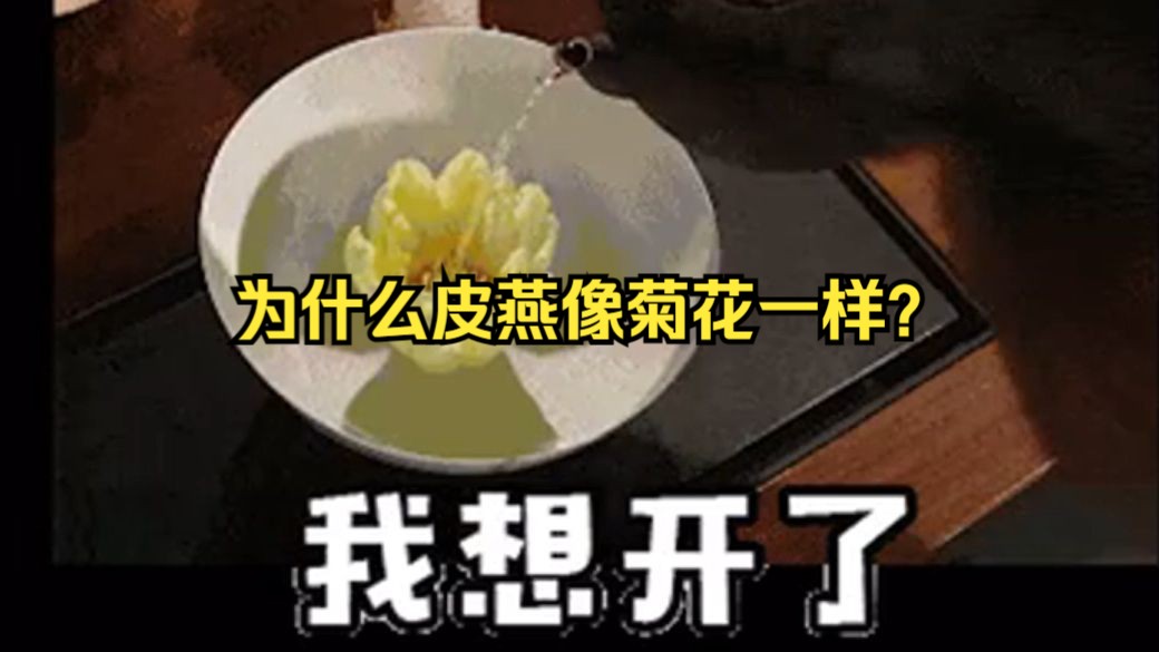 为什么皮燕像菊花一样?哔哩哔哩bilibili