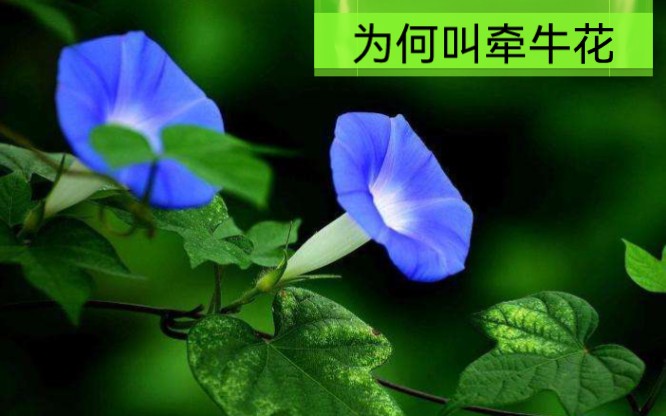 “牵牛花”名字的由来哔哩哔哩bilibili