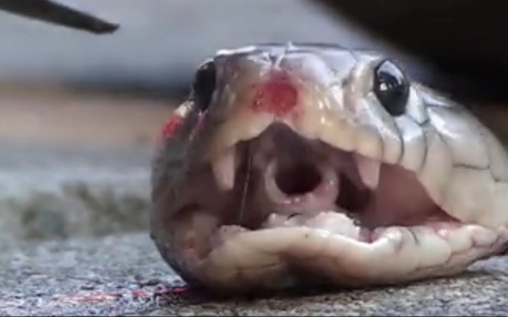 刚剪下来的蛇头,还能跳起来咬人的