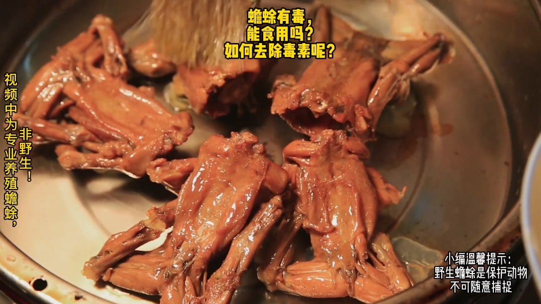 蟾蜍有毒,能食用吗?如何去除毒素呢?(危险动作,请勿模仿)哔哩哔哩bilibili