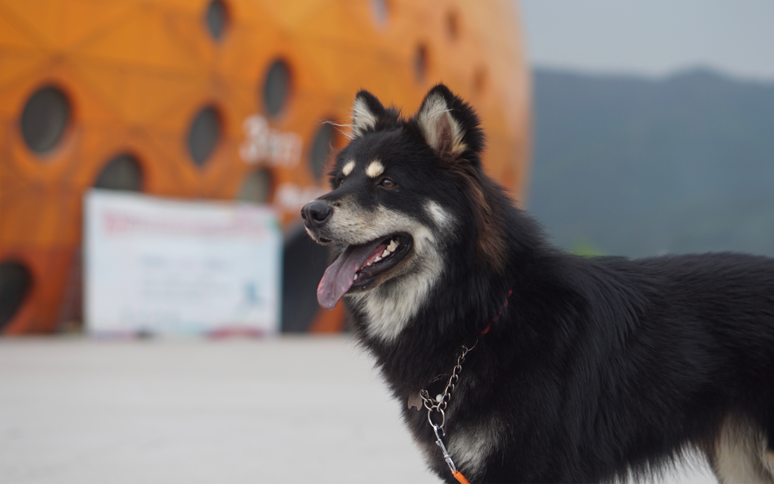 有一只大尾巴狼跑过来啦