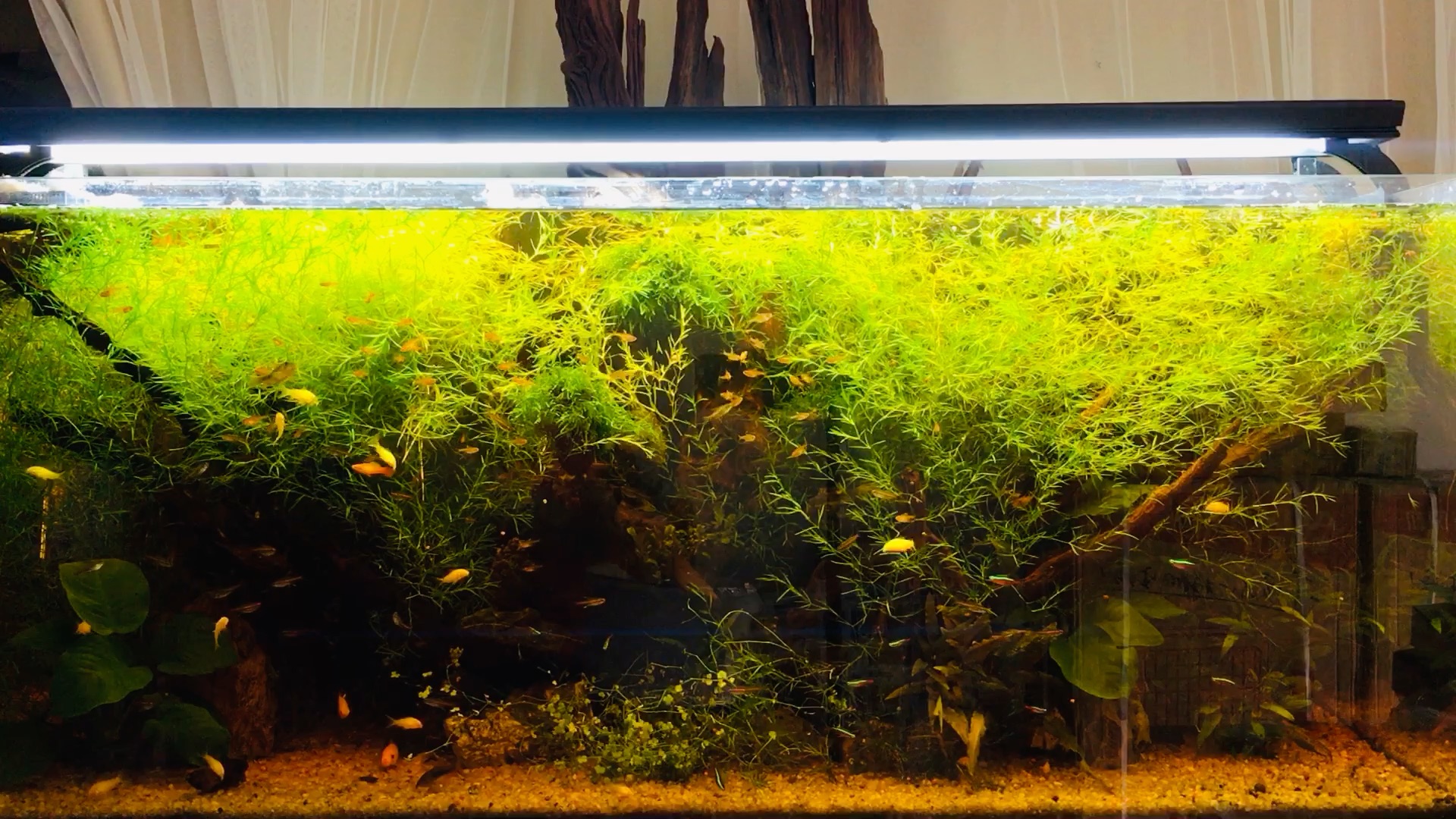 我养的杂草类的水草竹节草,又爆缸了,送给心态平和的网友,希望你不