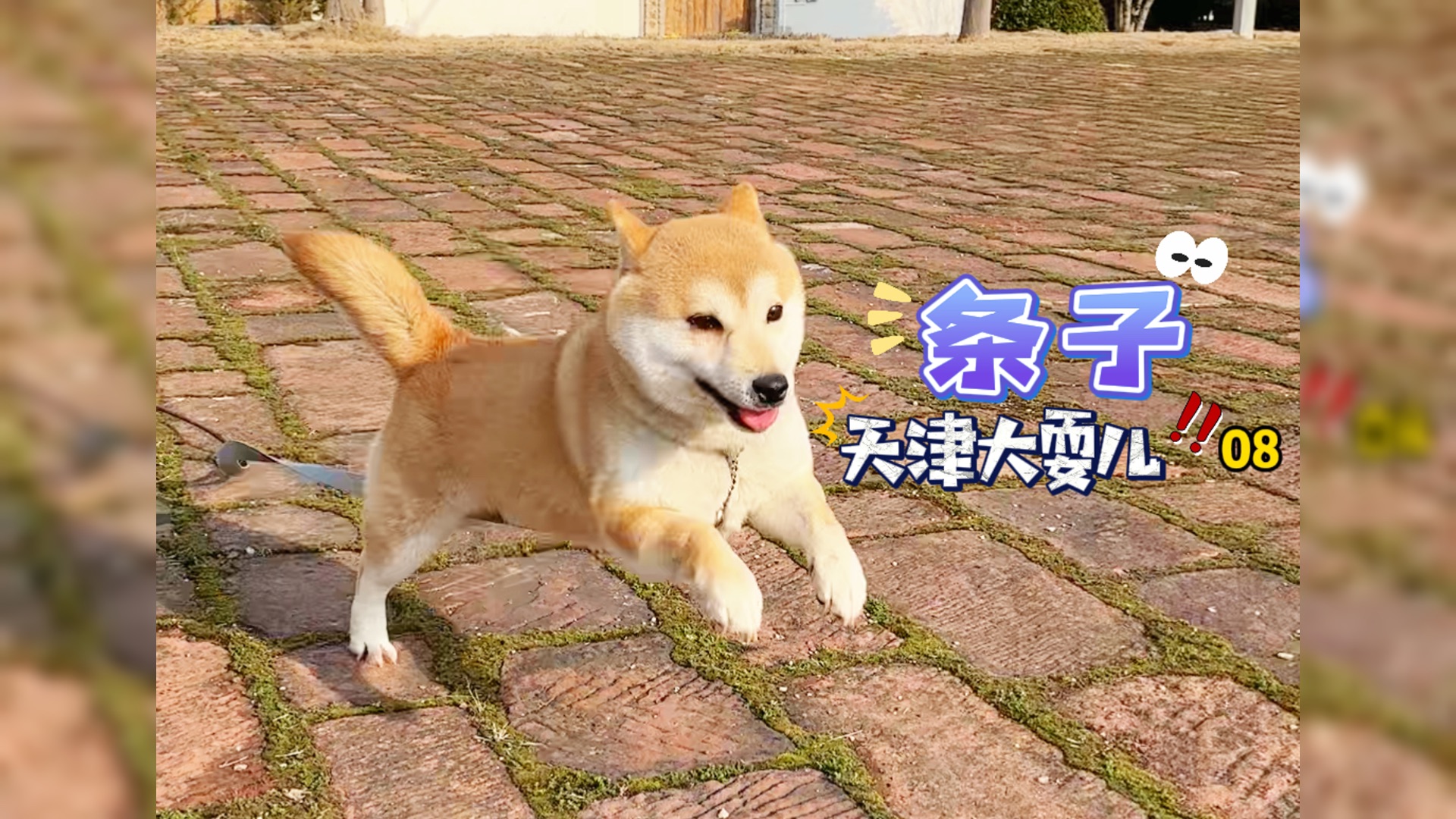 条子在学校的欢乐时光