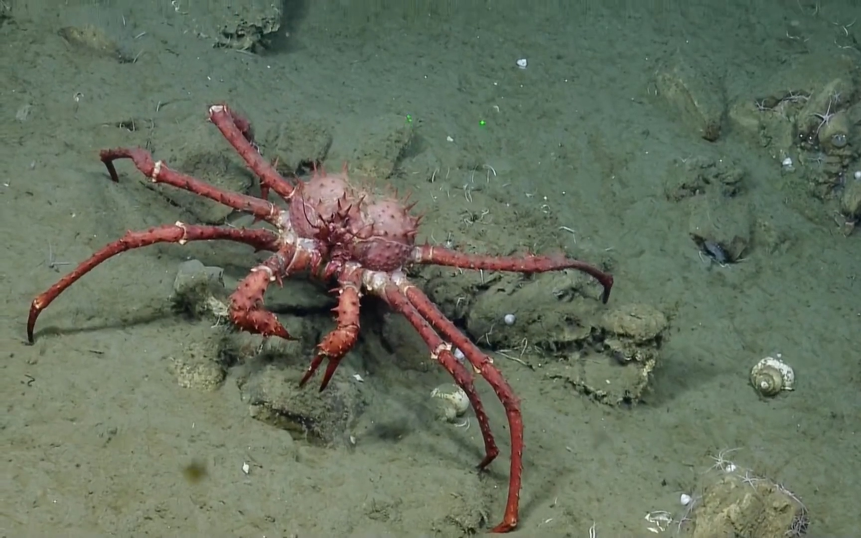 『海洋』-拍摄海底一只帝王蟹_哔哩哔哩 (゜-゜)つロ 干杯~-bilibili