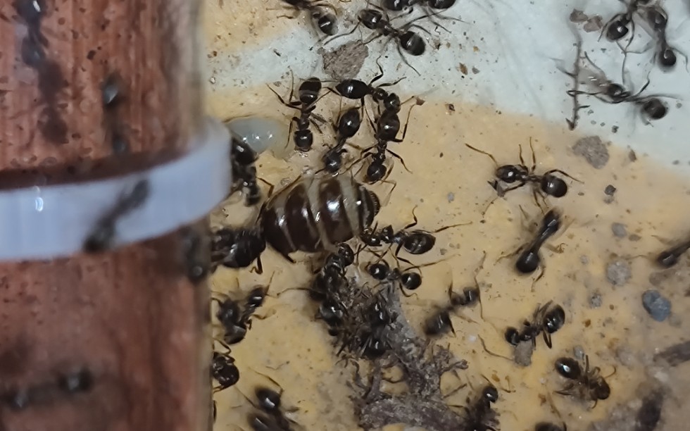 玉米毛蚁五秒击倒褪皮面包虫