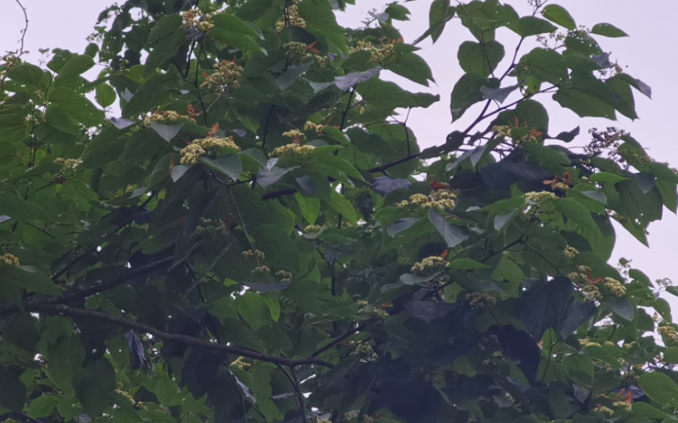夏季蜜源植物之拐枣树1天中流蜜2次有粉有蜜流蜜超其他植物