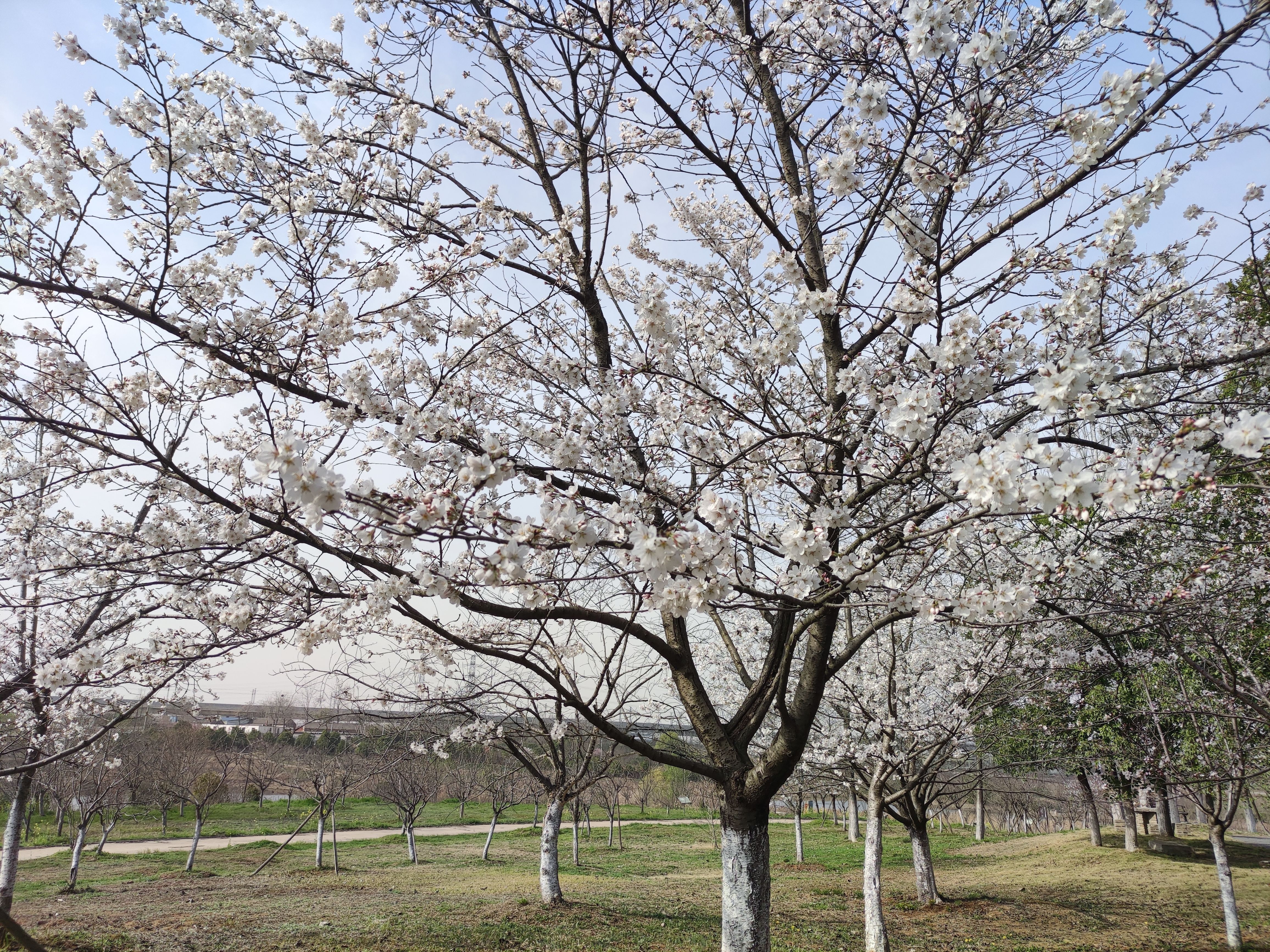 白色樱花也可吃