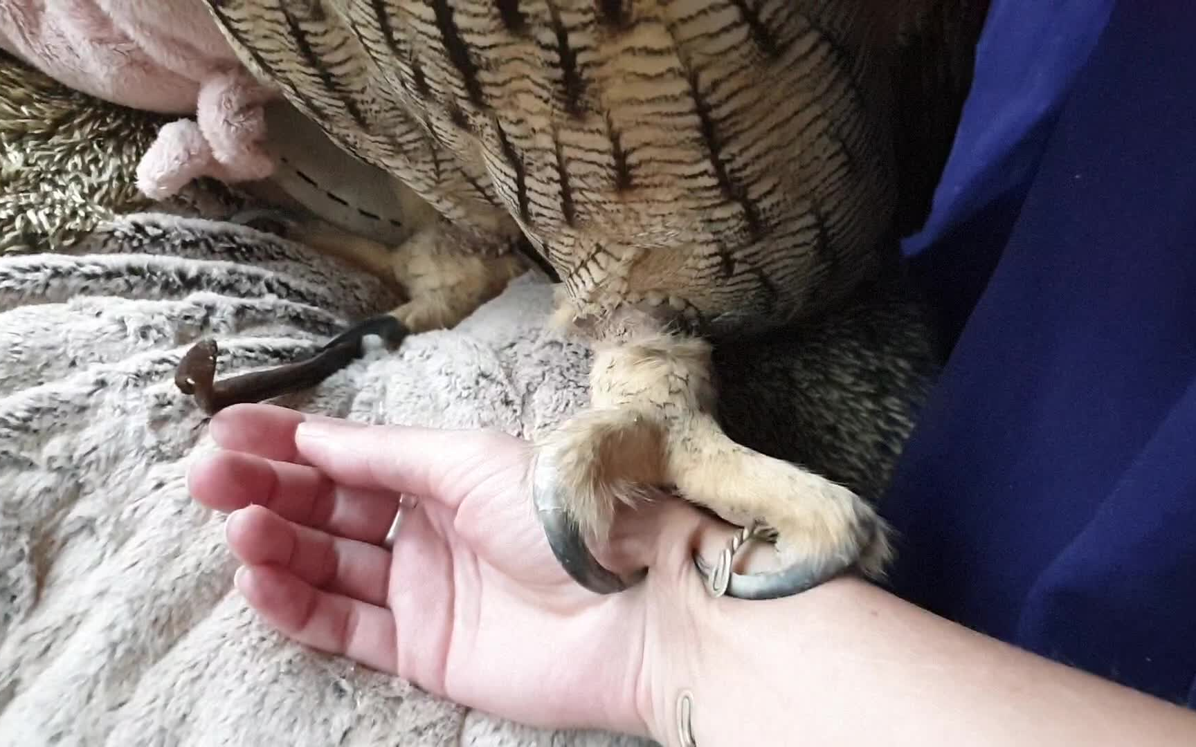 [肥鸡字幕]悍妇擒拿术!千万不要随意触碰猫头鹰的爪子,这很危险.