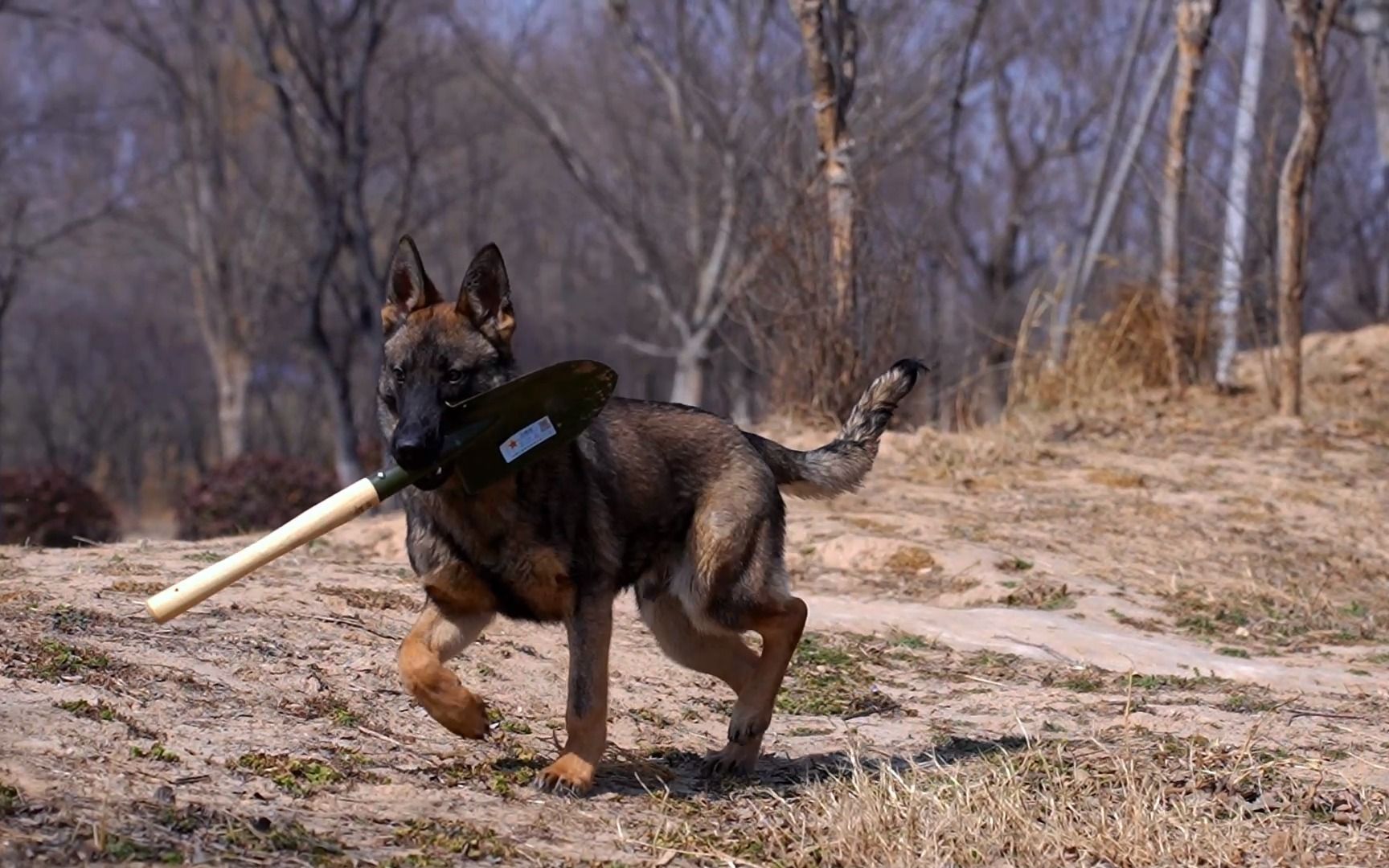 几个月的东德牧羊犬,叼着铲子不松口
