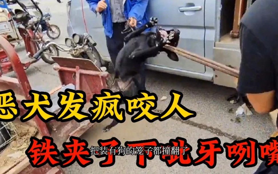 [图]恶犬狗市发疯咬人，铁夹子下呲牙咧嘴，拼命挣扎对抗狗贩子