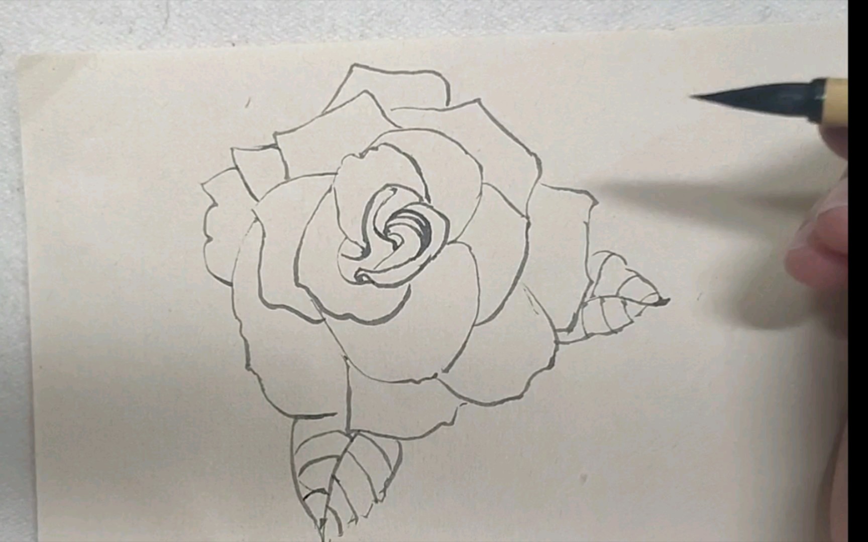 玫瑰花国画白描打卡练习