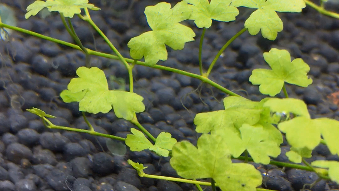 草缸水草之天胡葵