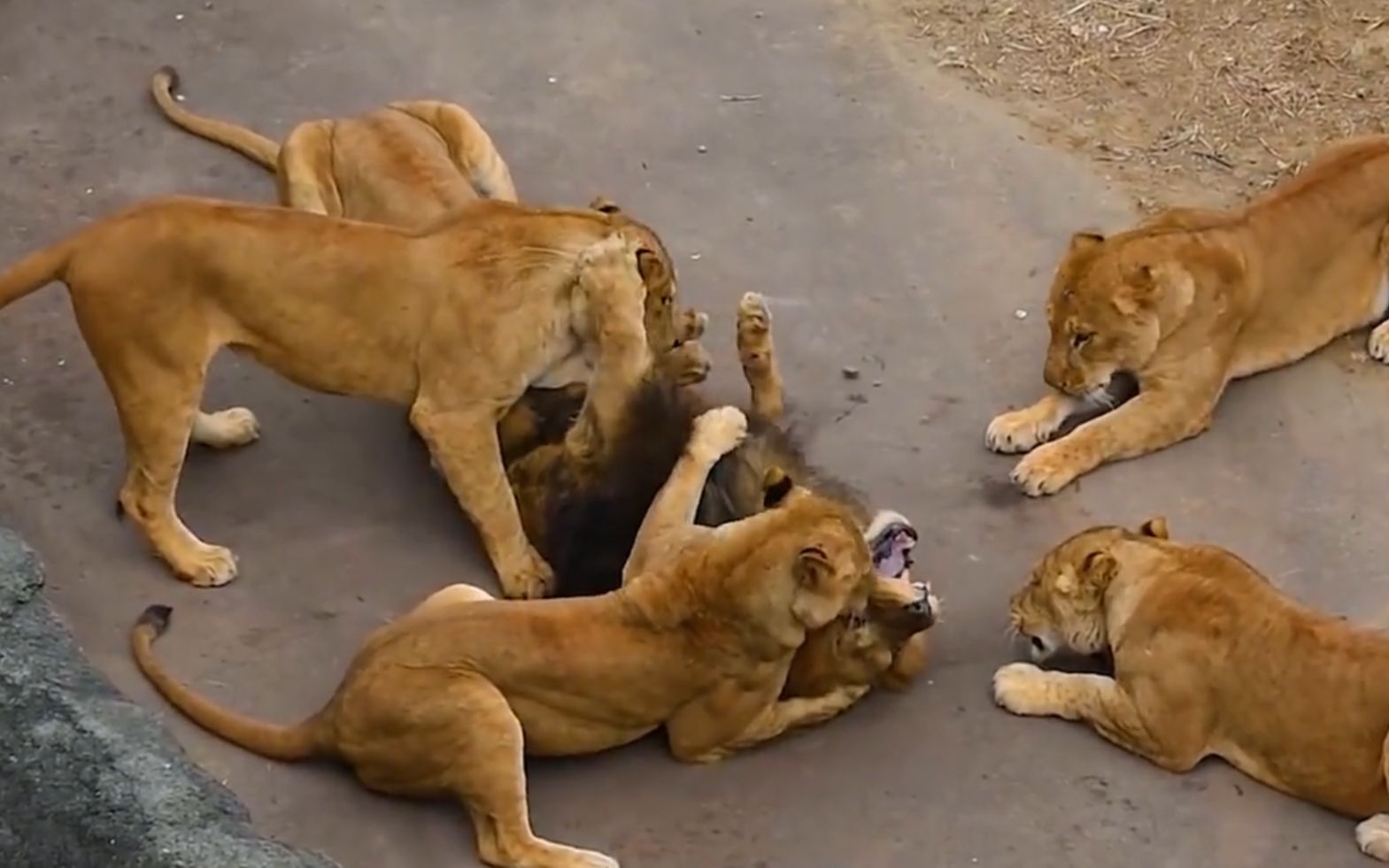 这只年老的公狮被六只年轻母狮按在地上欺负,等待他的只有死亡!