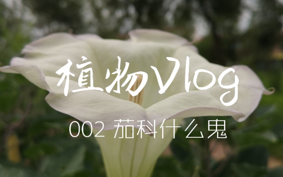 【植物Vlog 002】今天也是被假酸浆和酸浆搞乱的一天呢哔哩哔哩bilibili