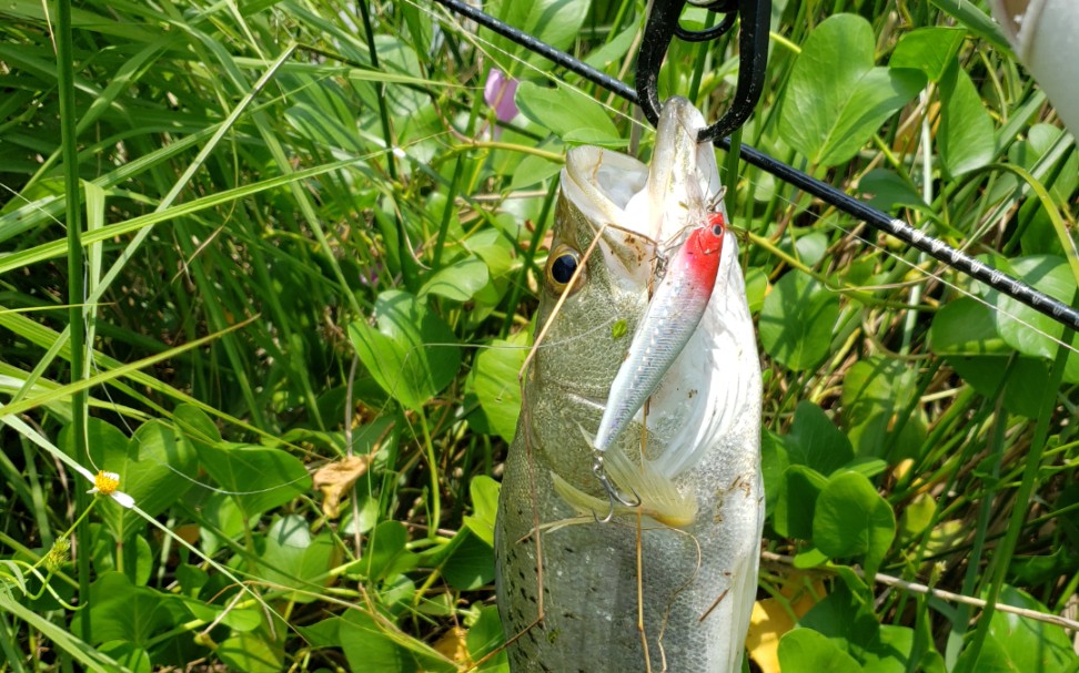 海连疯狂洗鳃,咸淡水路亚,海鲈鱼,唱歌婆_哔哩哔哩_bilibili