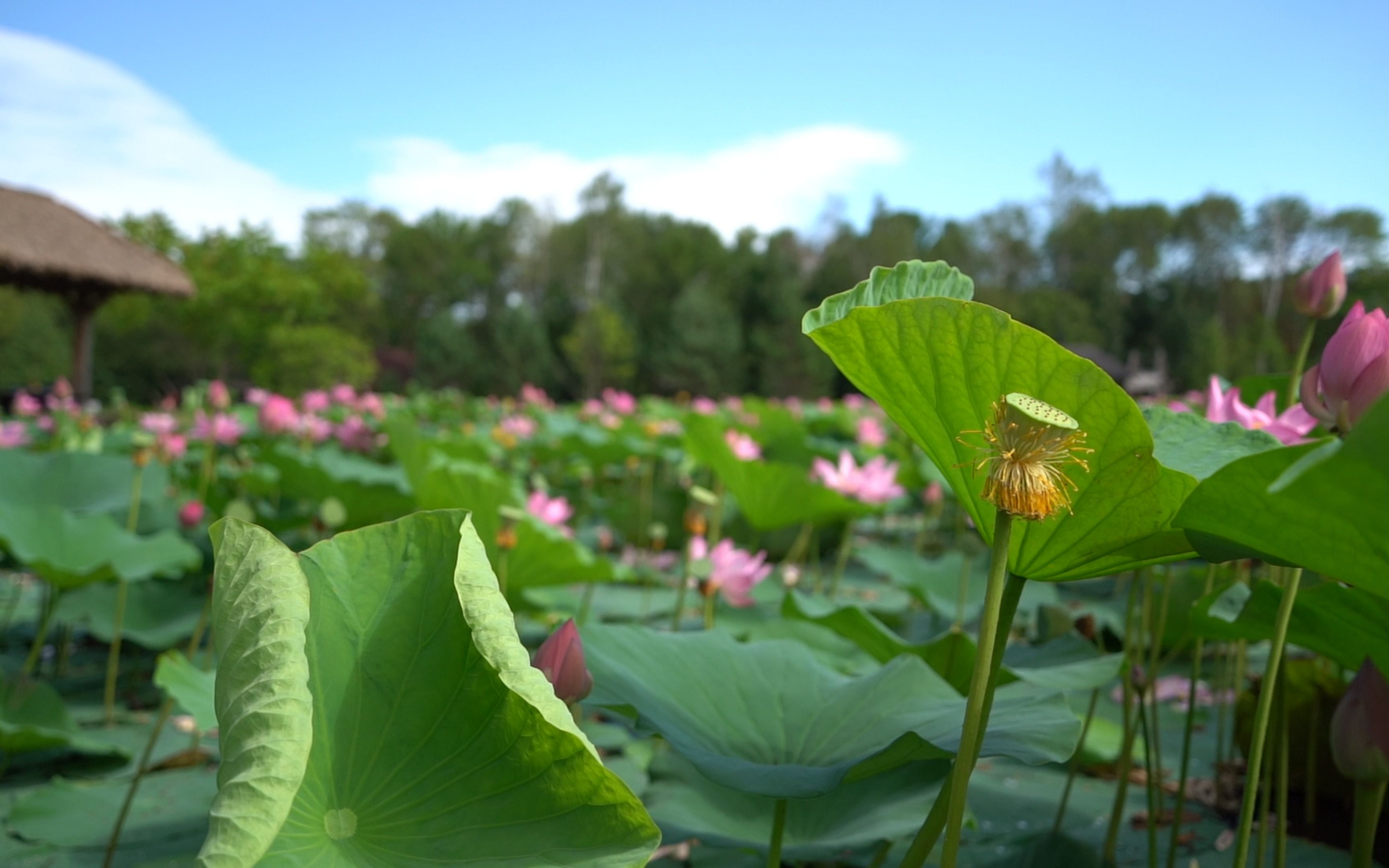 [图]莲子已成荷叶老，清露洗、蘋花汀草。—李清照《双调忆王孙 赏荷》