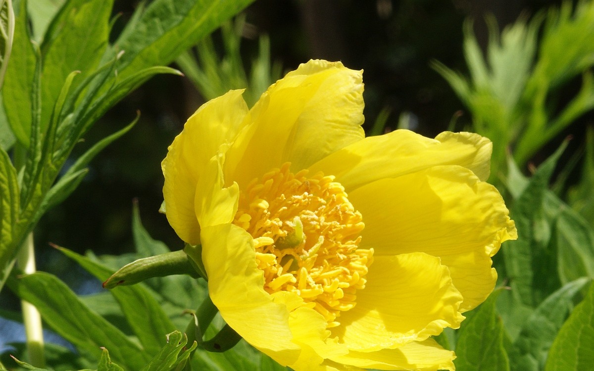 欧美花园里的大黄花牡丹