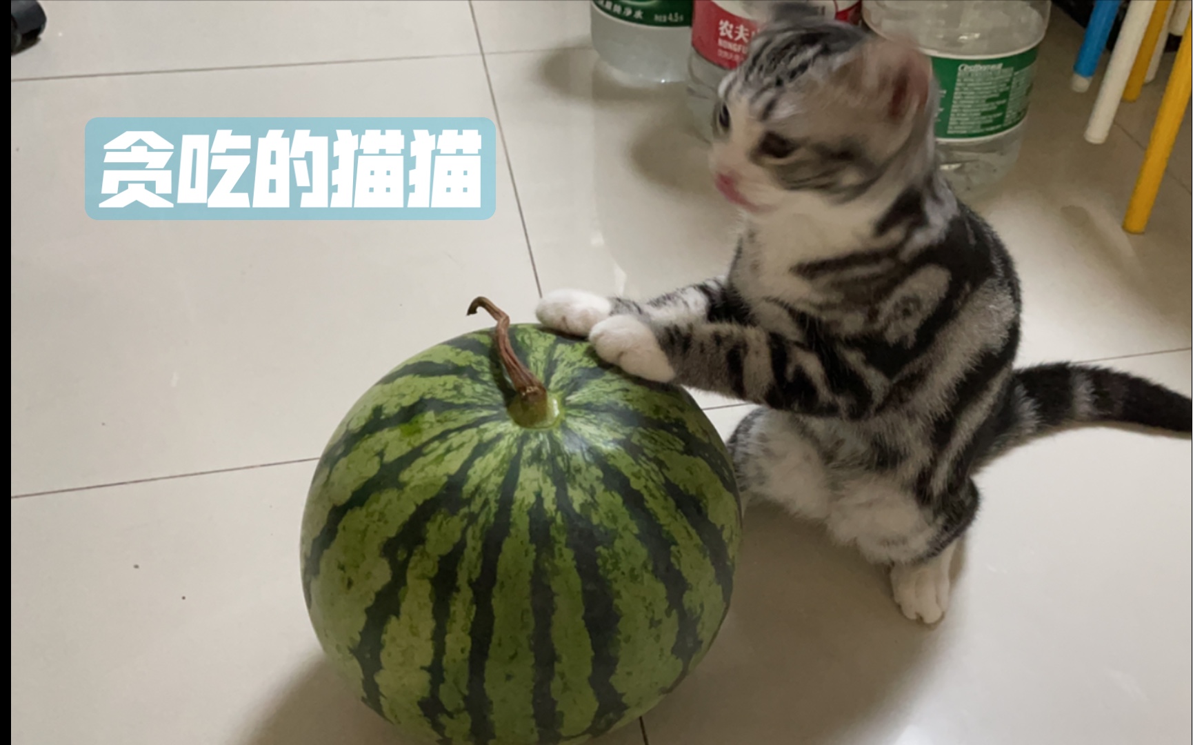 汉堡包日记贪吃的猫猫哔哩哔哩bilibili