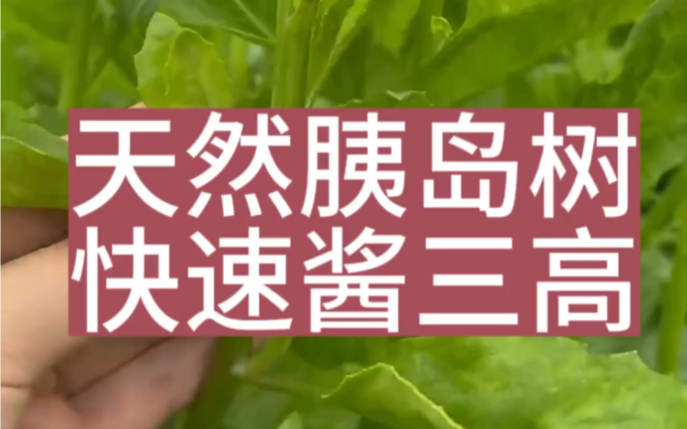 吃降糖草,快速降三高