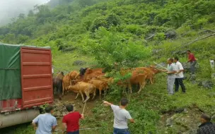 Скачать видео: 218000元买了32头牛，一头野牛几次逃脱，最后五花大绑拉上车