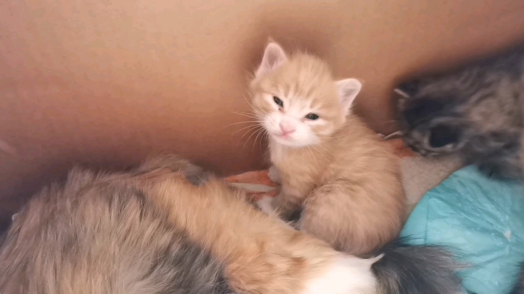 二十天的小猫咪