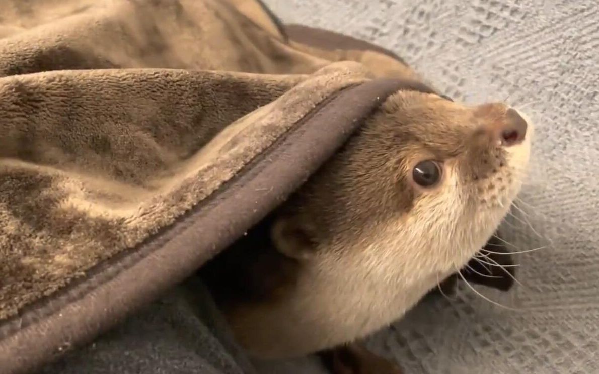 【水獭】毯子里长出了一只会叫的嘤嘤怪【小樱花and小年糕】