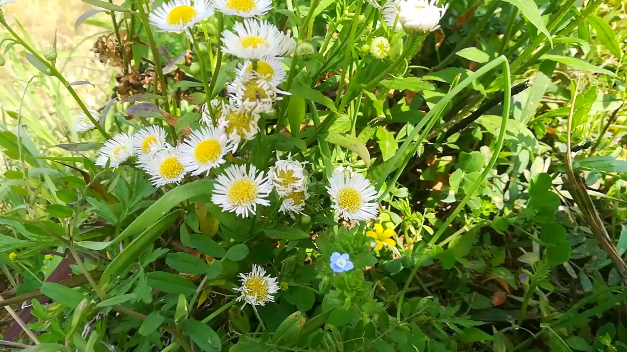 [图]【一些野花】