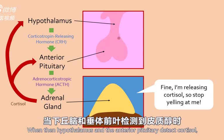 3D医学动画:《艾迪森病(Addison's Disease)和皮质类固醇》哔哩哔哩bilibili