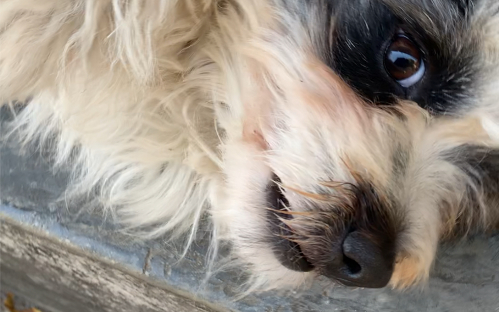 去年泼水节捡到的"小四眼"长大啦