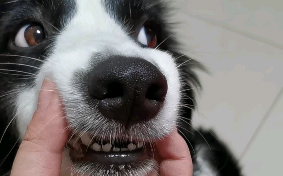 【边牧】是个缺门牙的狗子了!_哔哩哔哩 (゜-゜)つロ 干杯~-bilibili