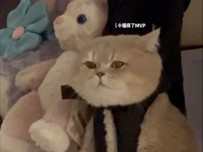 小猫得了Mvp