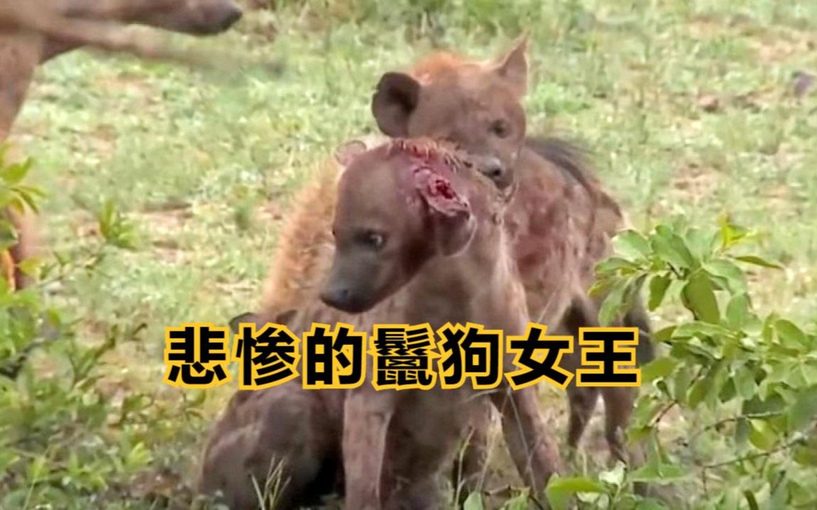 昔日高贵的鬣狗女王被夺权遭同族围殴重伤下场太凄惨