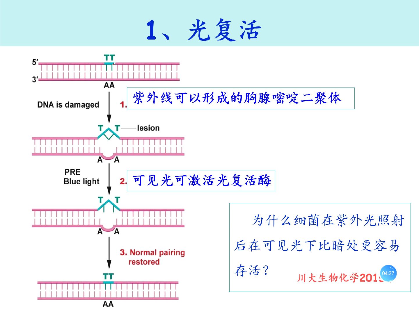 全保留复制过程图图片