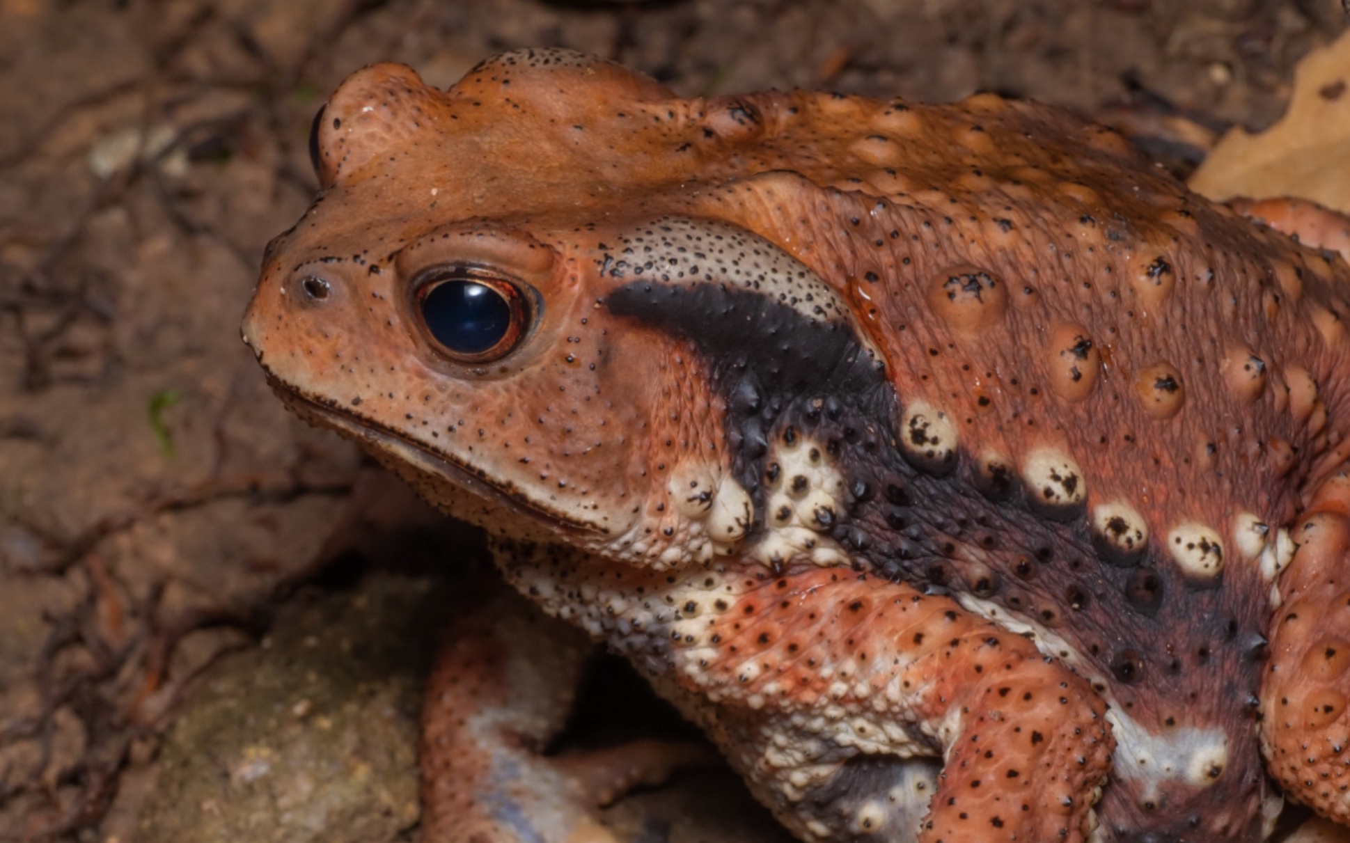 小癞蛤蟆吃东西