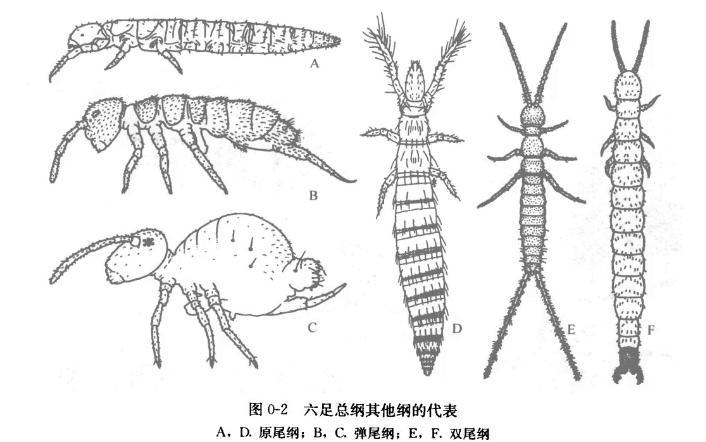 【普通昆虫学】1:定义、内容、特征、多样性哔哩哔哩bilibili