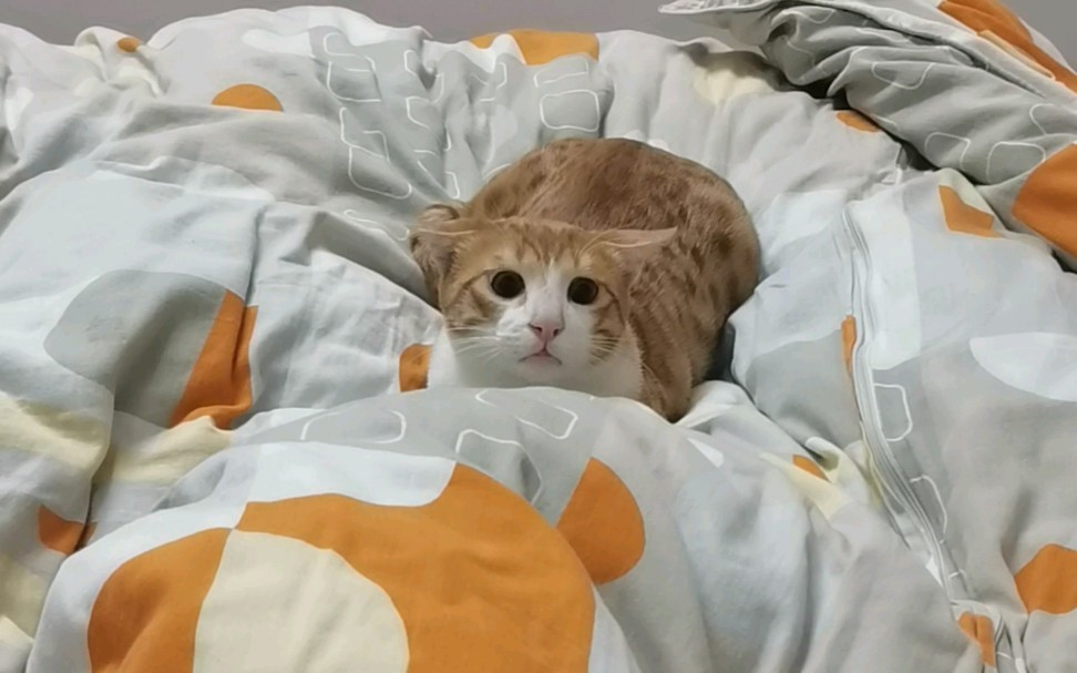 猫也有表情诶哔哩哔哩bilibili