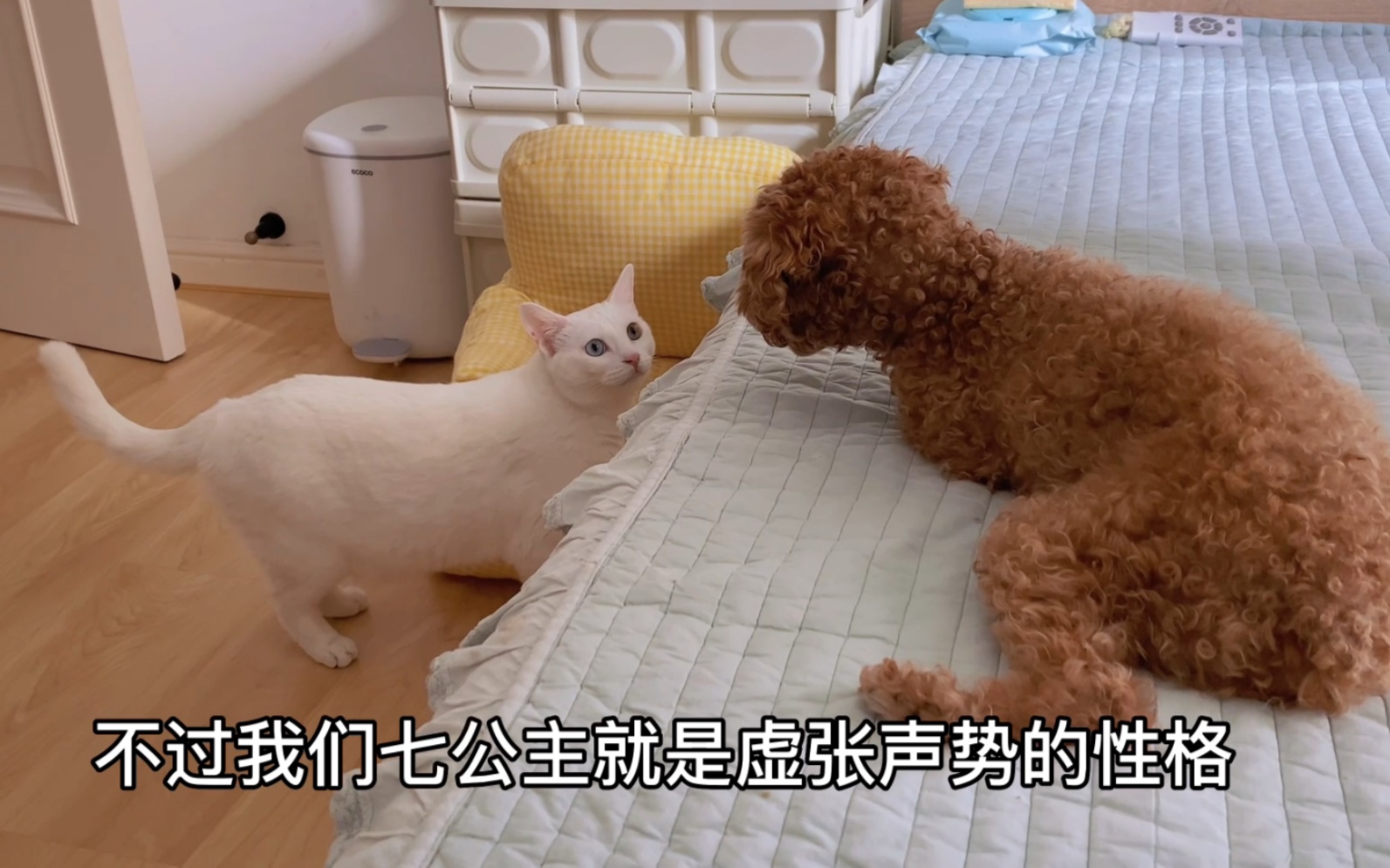 猫咪们对新朋友的不同反应哔哩哔哩bilibili