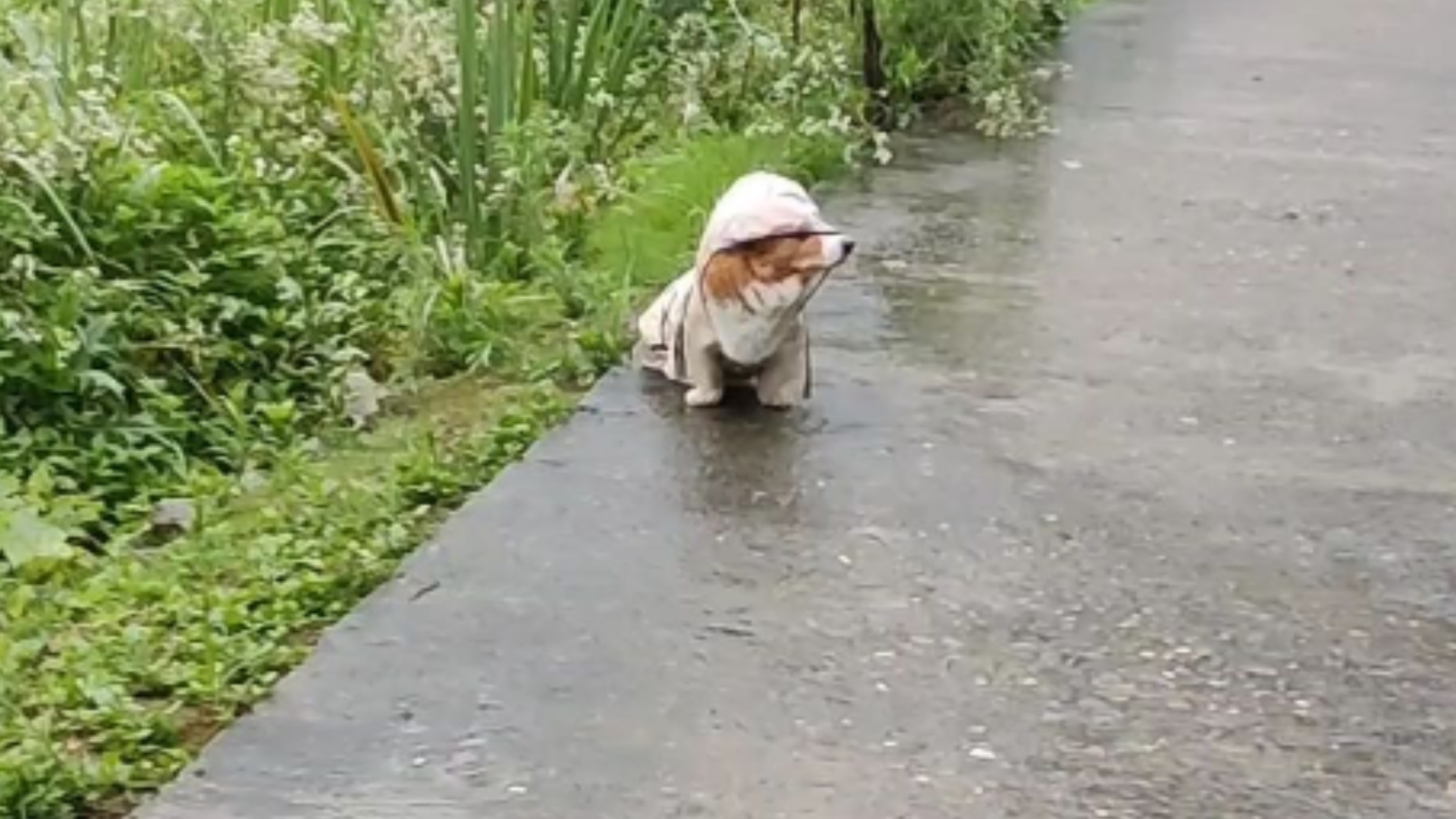 下雨天狗子方便怎么办?要么淋雨要么穿雨衣