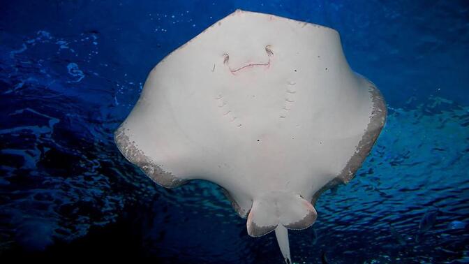 会微笑的魔鬼鱼