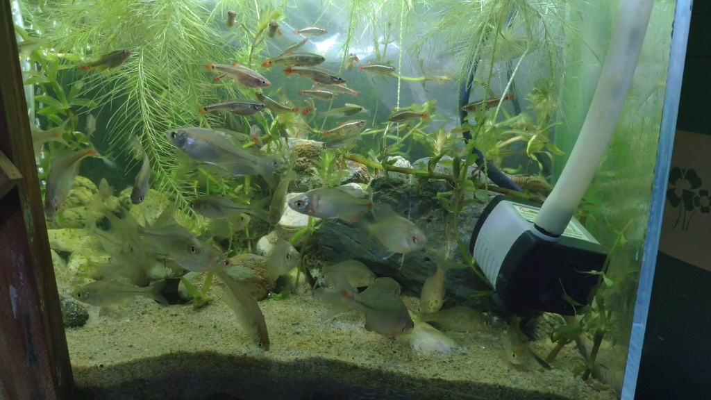 原生鱼缸,加的水芙蓉根爆炸生长