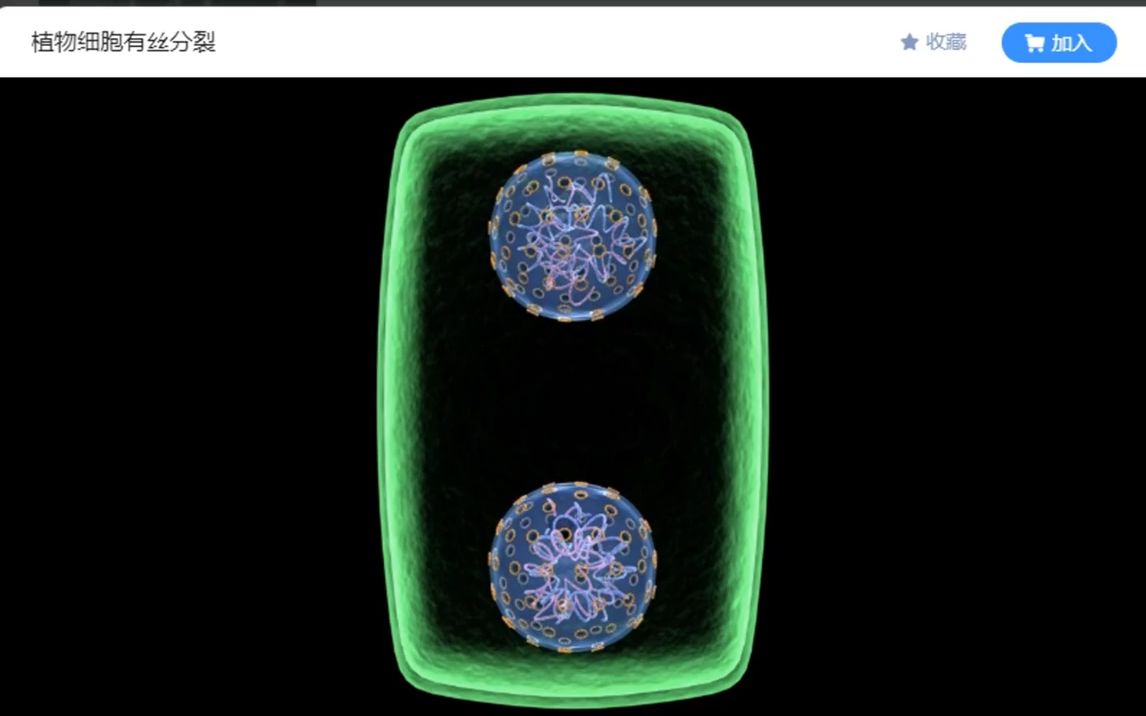 生物必修一植物细胞有丝分裂过程你会了吗?哔哩哔哩bilibili