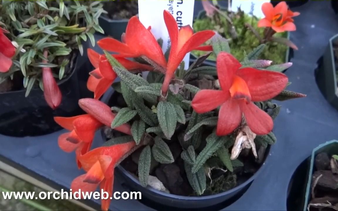 [熟肉]雪山石斛dendrobium cuthbertsonii【orchidweb】