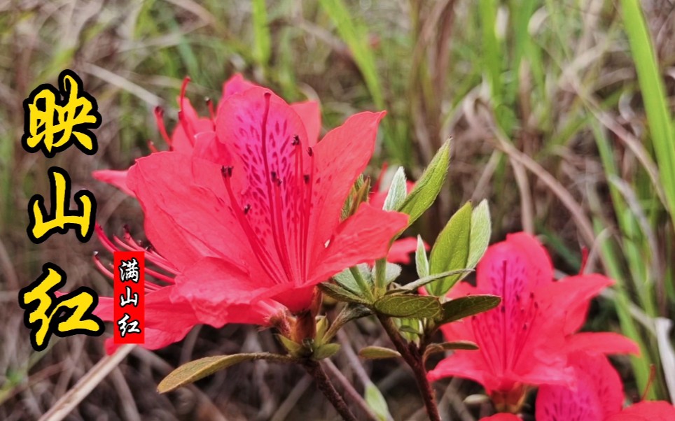 映山红又名满山红,可以直接吃的花,又是做盆景的好宝贝!