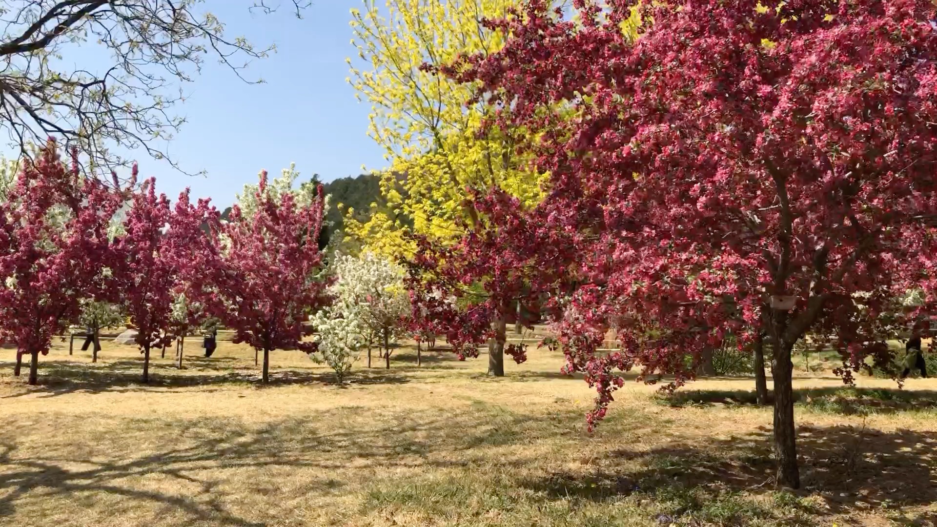 [图]北京植物园里的海棠已经进入盛花期