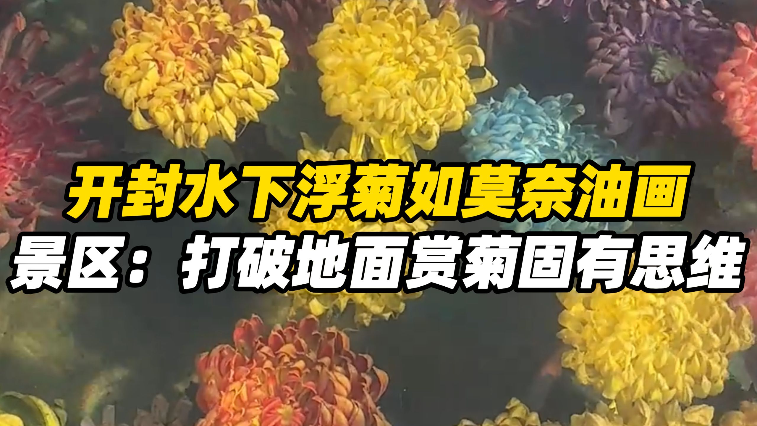 开封水下浮菊如莫奈油画，景区：打破地面赏菊固有思维，建议清晨打卡出片，景观一直持续到11月底