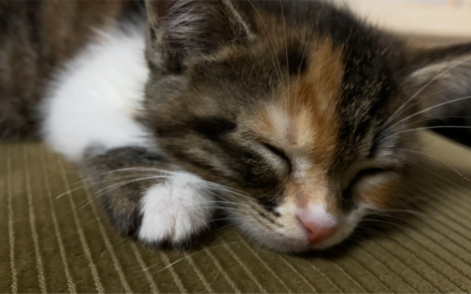 小奶猫睡觉