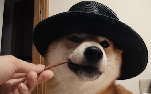 【柴犬虾饺】只要戴帽子,傻狗变绅士_哔哩哔哩_bilibili