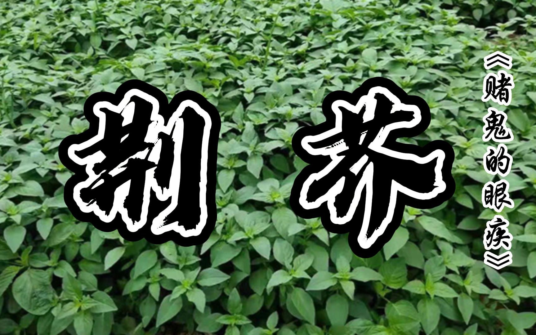 [图]《小郎中学医记》_荆芥_赌鬼的眼疾