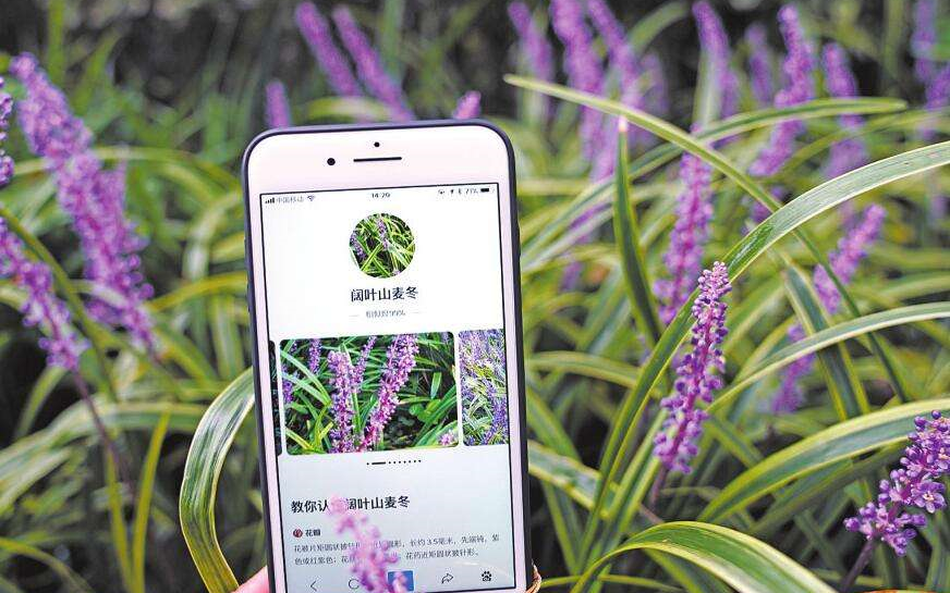 植物拍照识别 手机图片